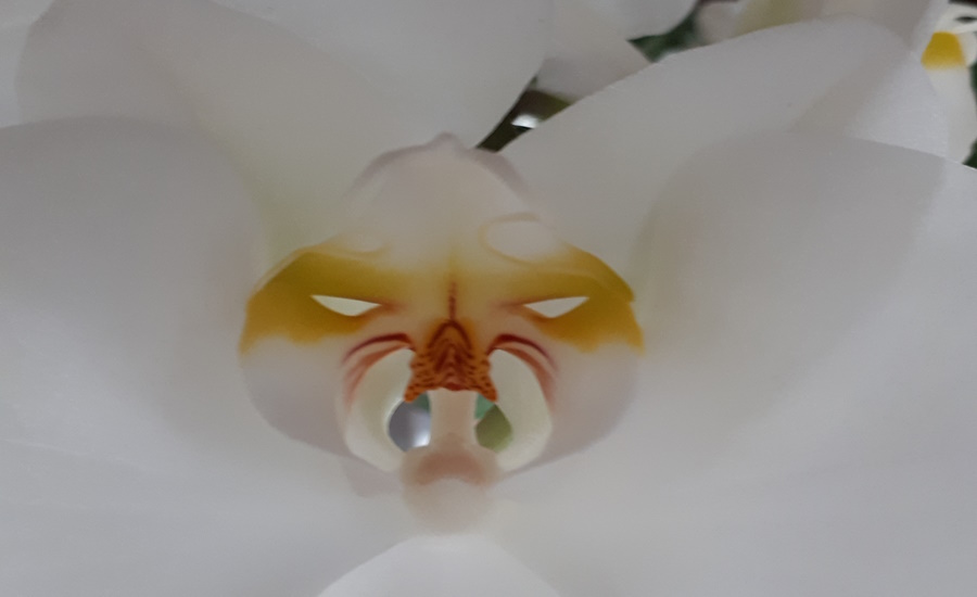 Ob diese Orchideenart das Gesicht mit Absicht gegen Freßfeinde erzeugt, ist fraglich