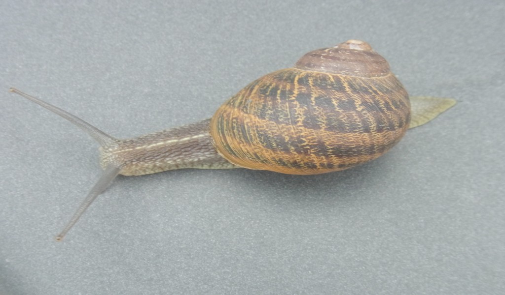 DallKlick